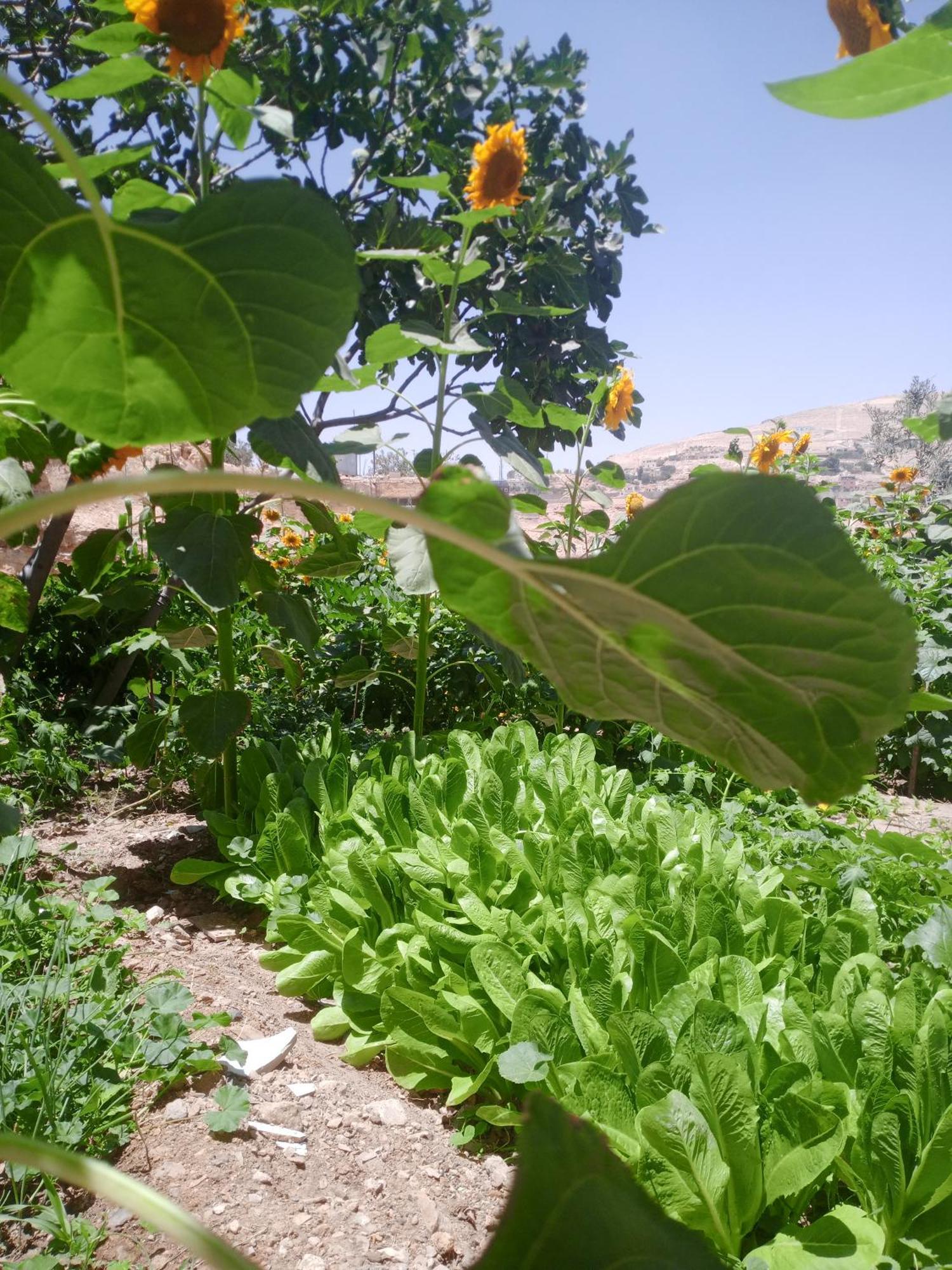 Petra Anas House Daire Wadi Musa Dış mekan fotoğraf